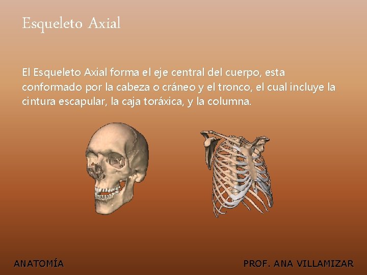 Esqueleto Axial El Esqueleto Axial forma el eje central del cuerpo, esta conformado por