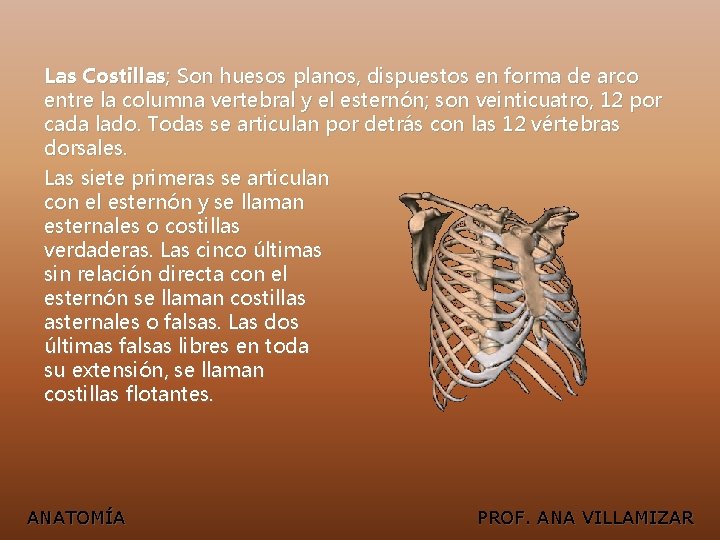Las Costillas; Son huesos planos, dispuestos en forma de arco entre la columna vertebral
