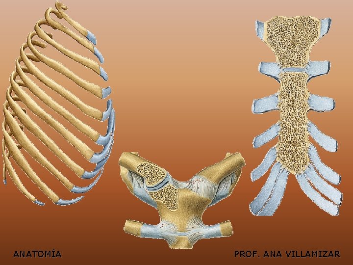 ANATOMÍA PROF. ANA VILLAMIZAR 