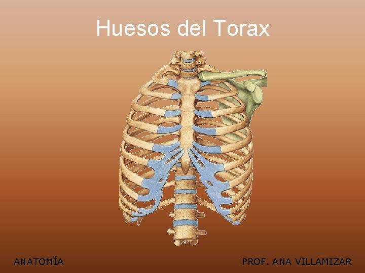 Huesos del Torax ANATOMÍA PROF. ANA VILLAMIZAR 