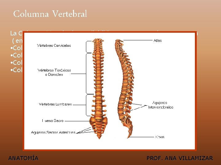 Columna Vertebral La Columna Vertebral esta dividida en cuatro porciones que son ( en