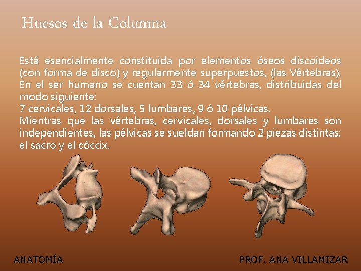 Huesos de la Columna Está esencialmente constituida por elementos óseos discoideos (con forma de