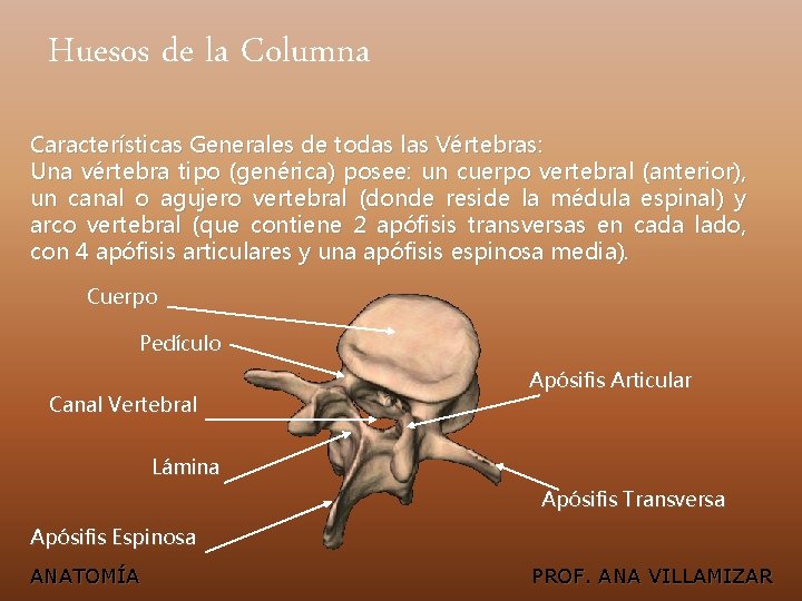 Huesos de la Columna Características Generales de todas las Vértebras: Una vértebra tipo (genérica)