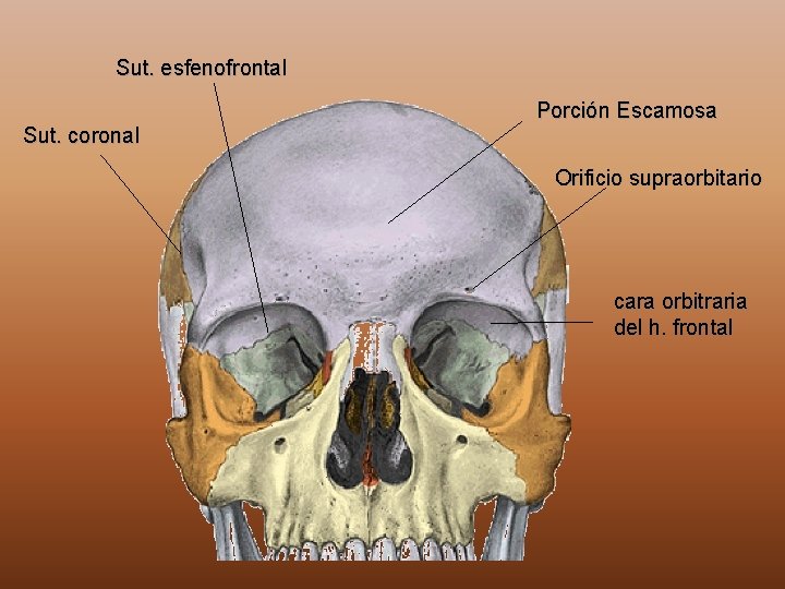 Sut. esfenofrontal Porción Escamosa Sut. coronal Orificio supraorbitario cara orbitraria del h. frontal 