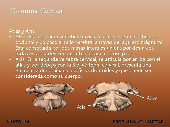 Columna Cervical Atlas y Axis: • Atlas: Es la primera vértebra cervical, es la