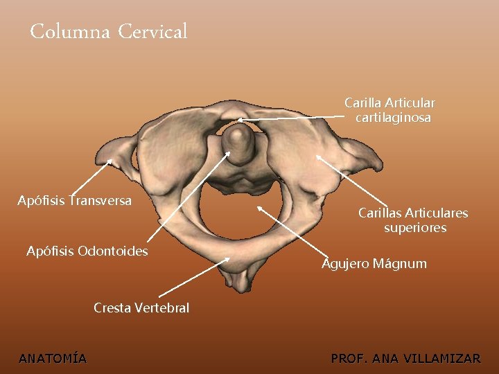 Columna Cervical Carilla Articular cartilaginosa Apófisis Transversa Apófisis Odontoides Carillas Articulares superiores Agujero Mágnum