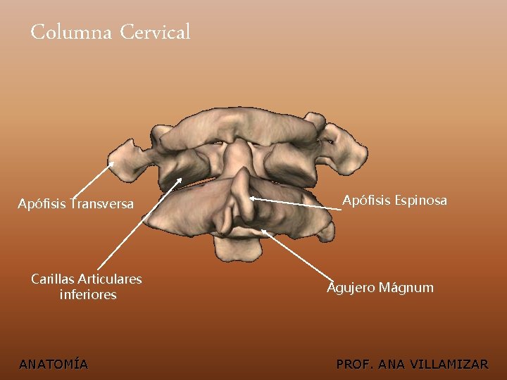 Columna Cervical Apófisis Transversa Carillas Articulares inferiores ANATOMÍA Apófisis Espinosa Agujero Mágnum PROF. ANA