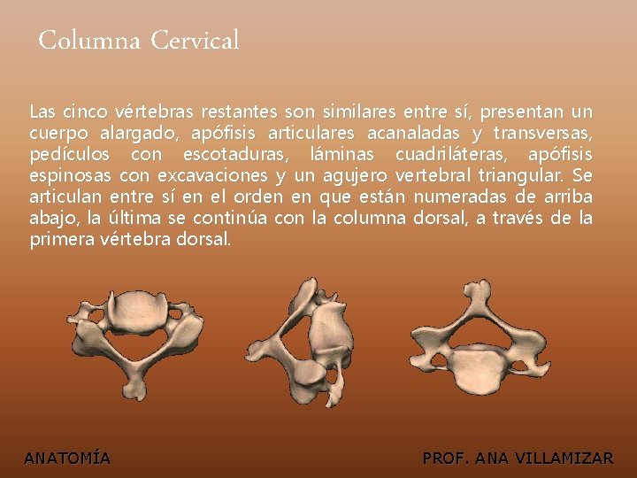 Columna Cervical Las cinco vértebras restantes son similares entre sí, presentan un cuerpo alargado,