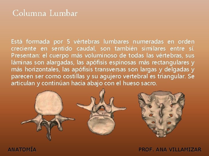 Columna Lumbar Está formada por 5 vértebras lumbares numeradas en orden creciente en sentido