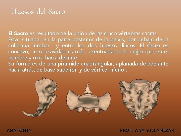 Huesos del Sacro El Sacro es resultado de la unión de las cinco vértebras