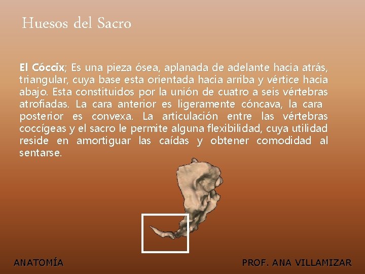 Huesos del Sacro El Cóccix; Es una pieza ósea, aplanada de adelante hacia atrás,