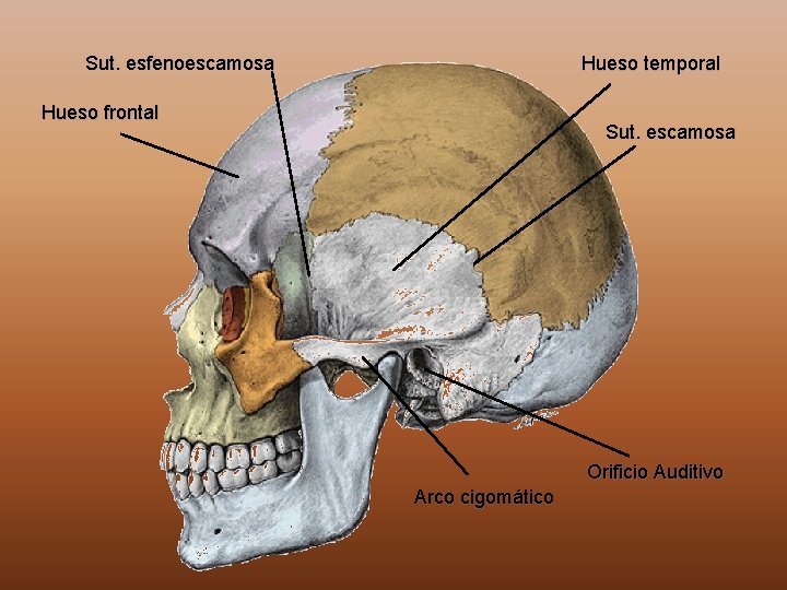 Sut. esfenoescamosa Hueso temporal Hueso frontal Sut. escamosa Orificio Auditivo Arco cigomático 