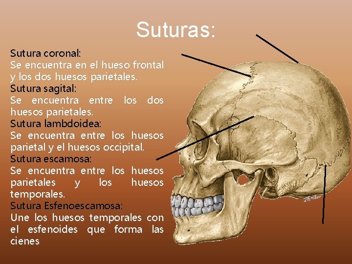 Suturas: Sutura coronal: Se encuentra en el hueso frontal y los dos huesos parietales.