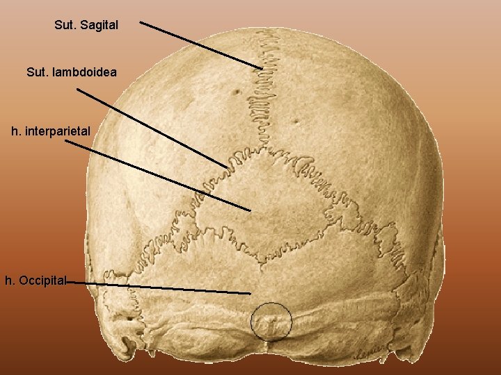 Sut. Sagital Sut. lambdoidea h. interparietal h. Occipital 