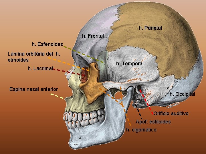 h. Parietal h. Frontal h. Esfenoides Lámina orbitária del h. etmoides h. Lacrimal h.