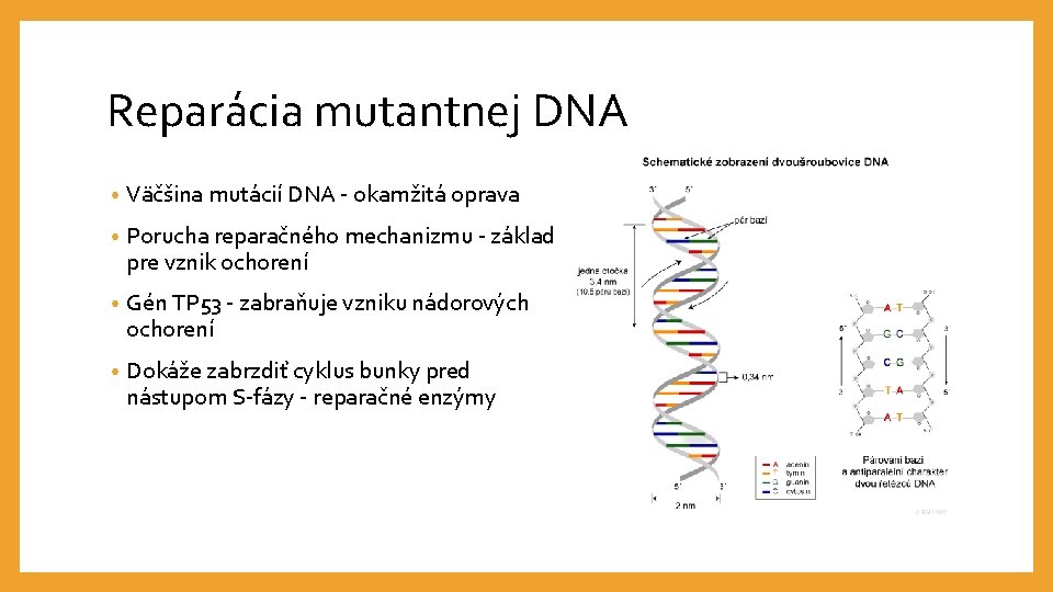 Reparácia mutantnej DNA • Väčšina mutácií DNA - okamžitá oprava • Porucha reparačného mechanizmu