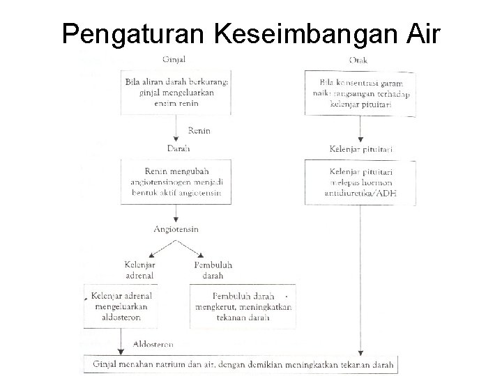 Pengaturan Keseimbangan Air 