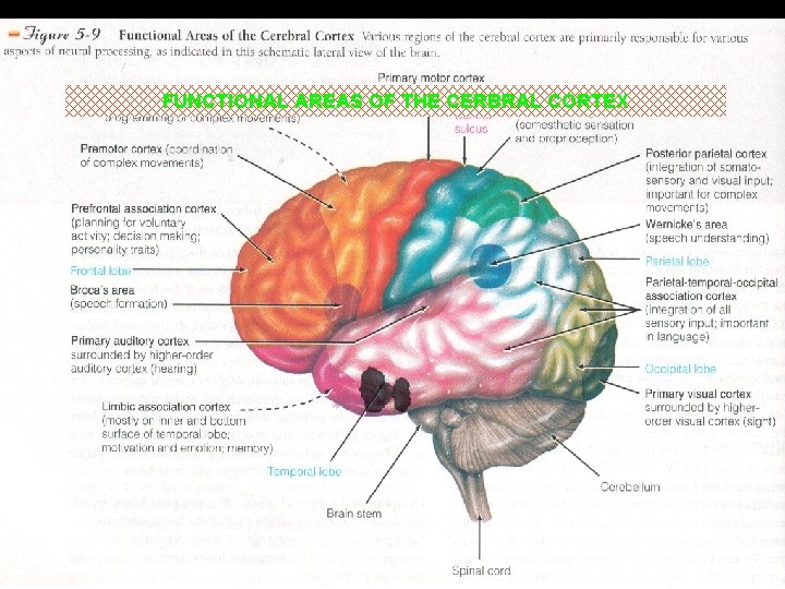 FUNCTIONAL AREAS OF THE CERBRAL CORTEX 