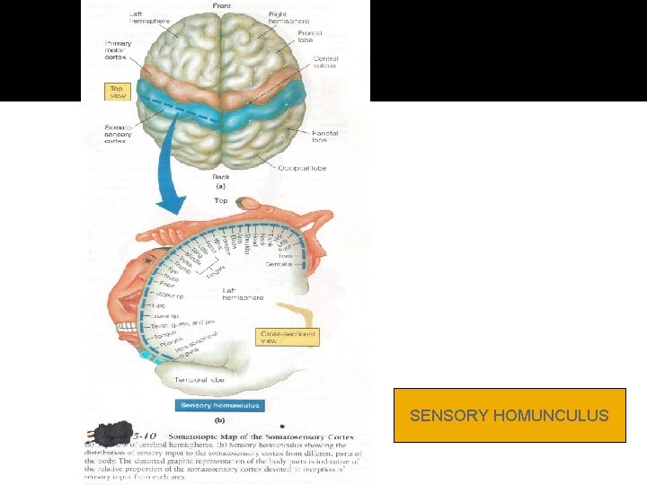 SENSORY HOMUNCULUS 