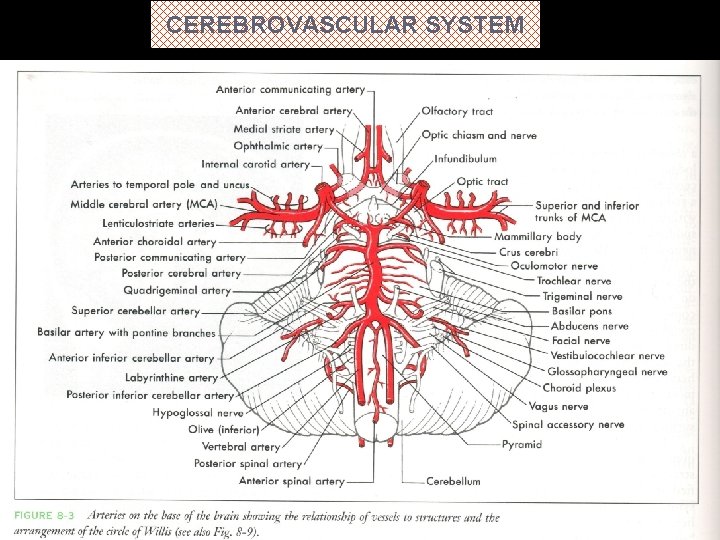 CEREBROVASCULAR SYSTEM 
