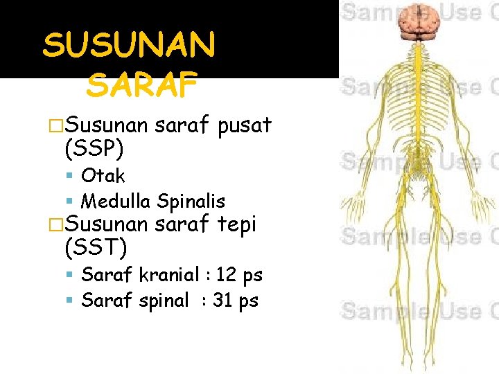 SUSUNAN SARAF �Susunan (SSP) saraf pusat Otak Medulla Spinalis �Susunan (SST) saraf tepi Saraf