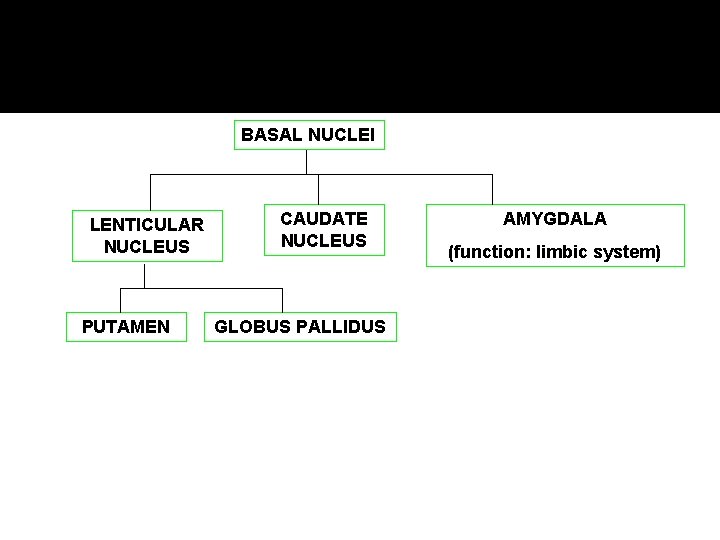 BASAL NUCLEI LENTICULAR NUCLEUS PUTAMEN CAUDATE NUCLEUS GLOBUS PALLIDUS AMYGDALA (function: limbic system) 