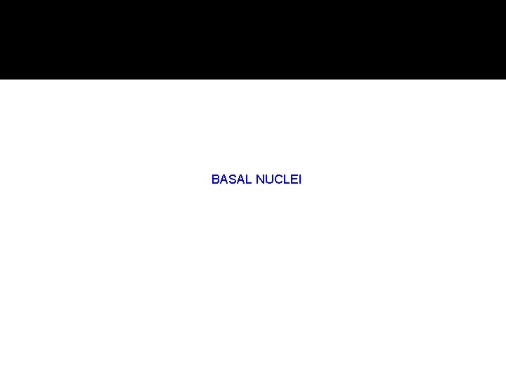 BASAL NUCLEI 