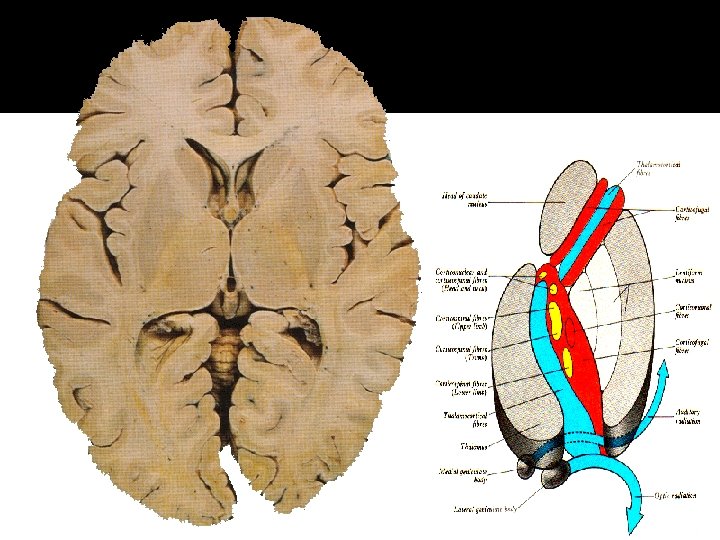 BASAL NUCLEI 