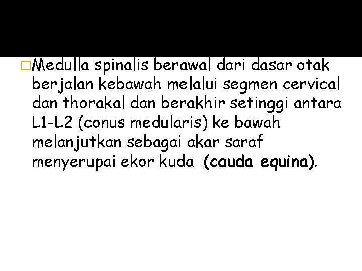 �Medulla spinalis berawal dari dasar otak berjalan kebawah melalui segmen cervical dan thorakal dan