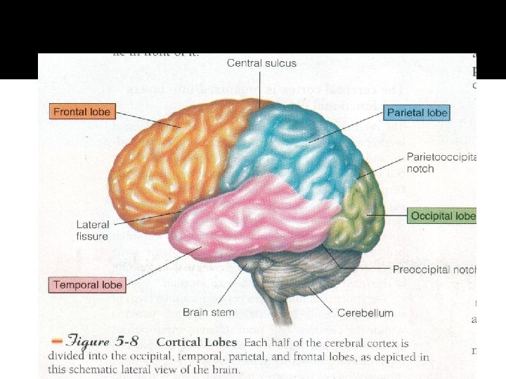 CORTICAL LOBES 