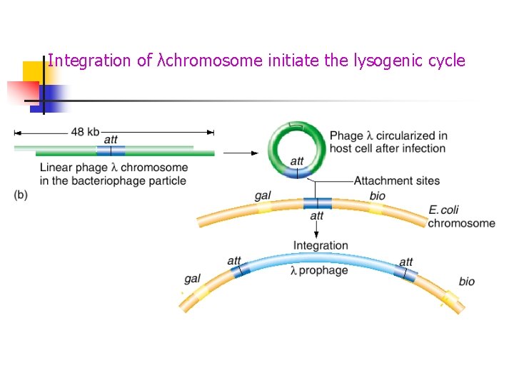 Integration of λchromosome initiate the lysogenic cycle Integration of λchromosome initiate the lysogenic cycle
