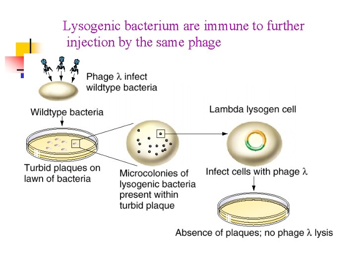 Lysogenic bacterium are immune to further injection by the same phage Lysogenic bacterium are immune to further injection by the same phage