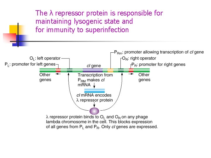 The λ repressor protein is responsible for maintaining lysogenic state and for immunity to The λ repressor protein is responsible for maintaining lysogenic state and for immunity to