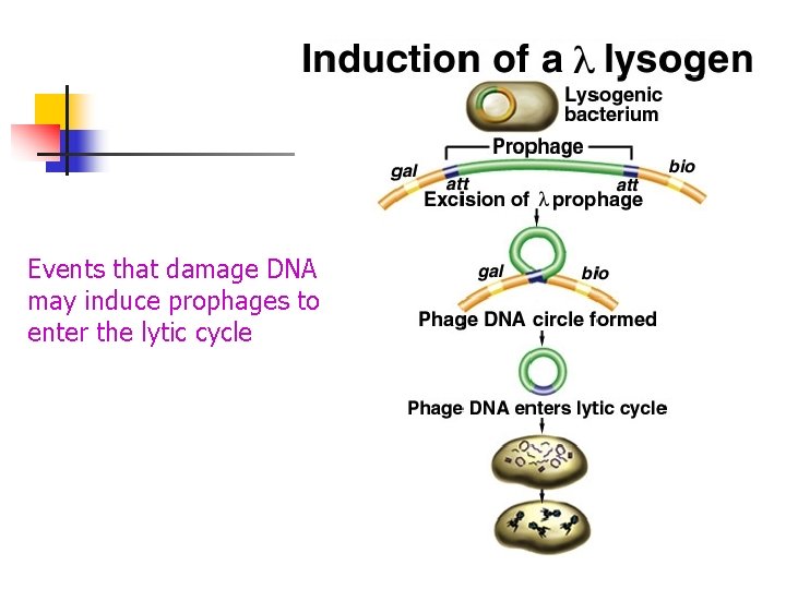 Events that damage DNA may induce prophages to enter the lytic cycle Events that damage DNA may induce prophages to enter the lytic cycle
