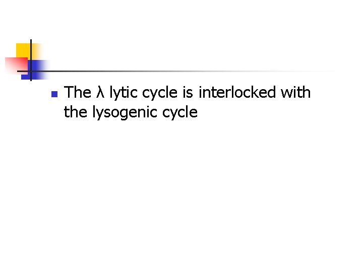 n The λ lytic cycle is interlocked with the lysogenic cycle n The λ lytic cycle is interlocked with the lysogenic cycle