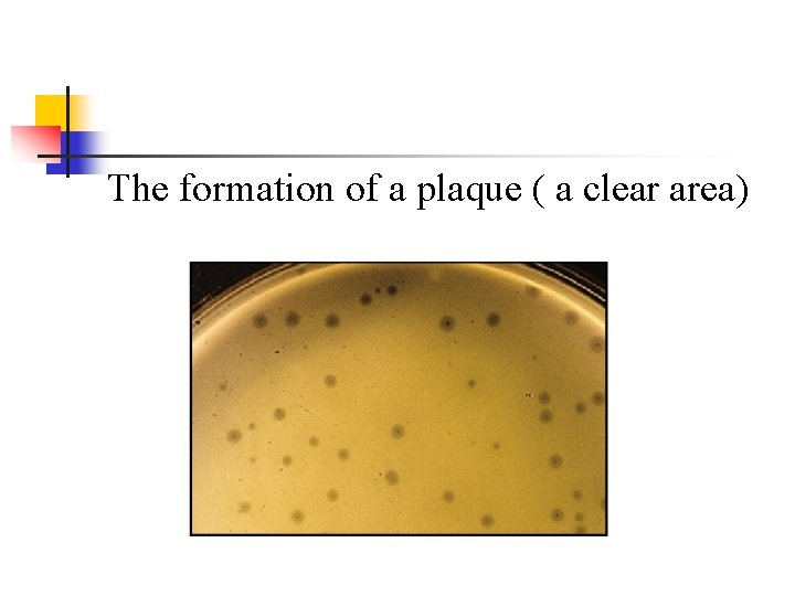 The formation of a plaque ( a clear area) The formation of a plaque ( a clear area)