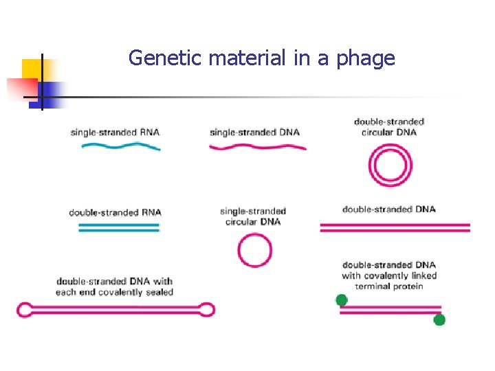 Genetic material in a phage Genetic material in a phage