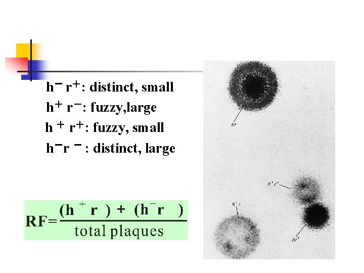 h- r+: distinct, small h+ r-: fuzzy, large h + r+: fuzzy, small h- r+: distinct, small h+ r-: fuzzy, large h + r+: fuzzy, small