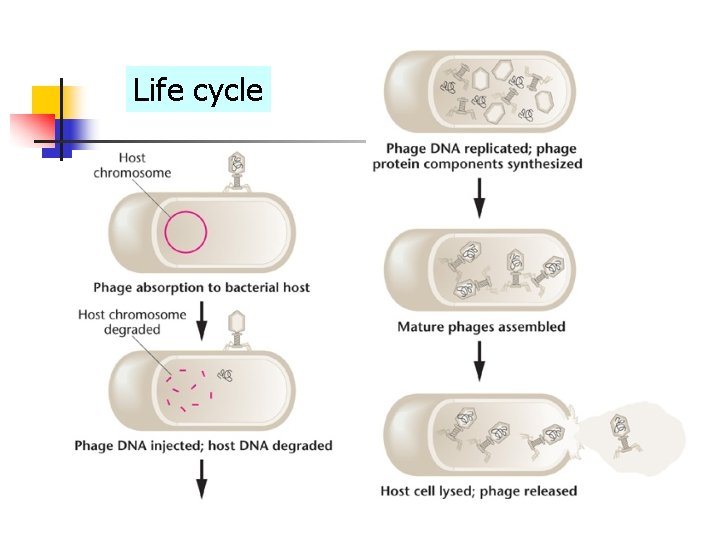 Life cycle Life cycle