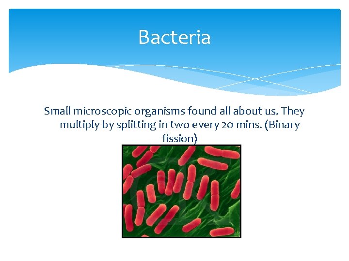 Bacteria Small microscopic organisms found all about us. They multiply by splitting in two