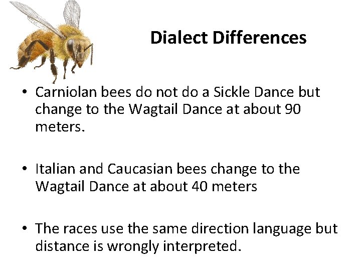 Dialect Differences • Carniolan bees do not do a Sickle Dance but change to