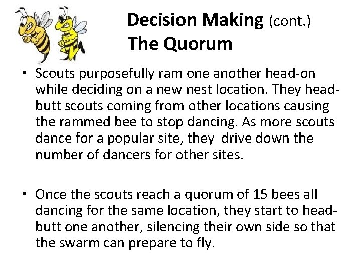 Decision Making (cont. ) The Quorum • Scouts purposefully ram one another head-on while