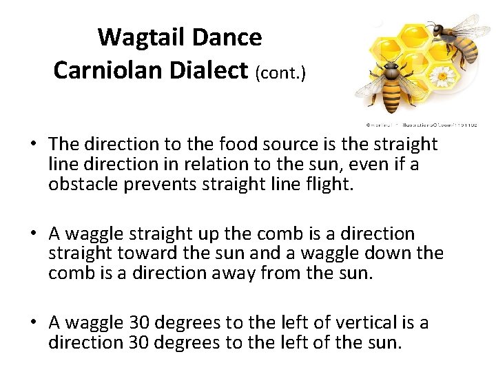 Wagtail Dance Carniolan Dialect (cont. ) • The direction to the food source is