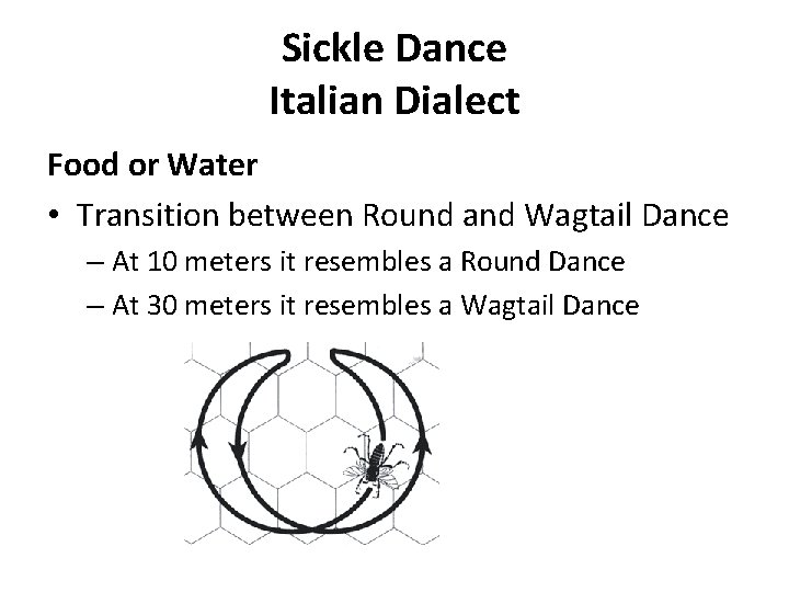 Sickle Dance Italian Dialect Food or Water • Transition between Round and Wagtail Dance