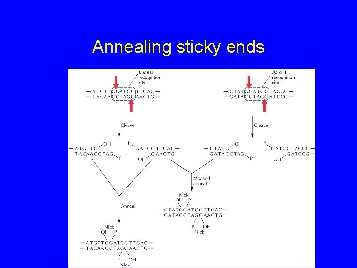 Annealing sticky ends 