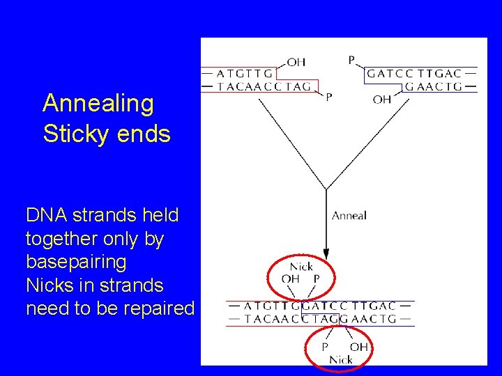 Annealing Sticky ends DNA strands held together only by basepairing Nicks in strands need