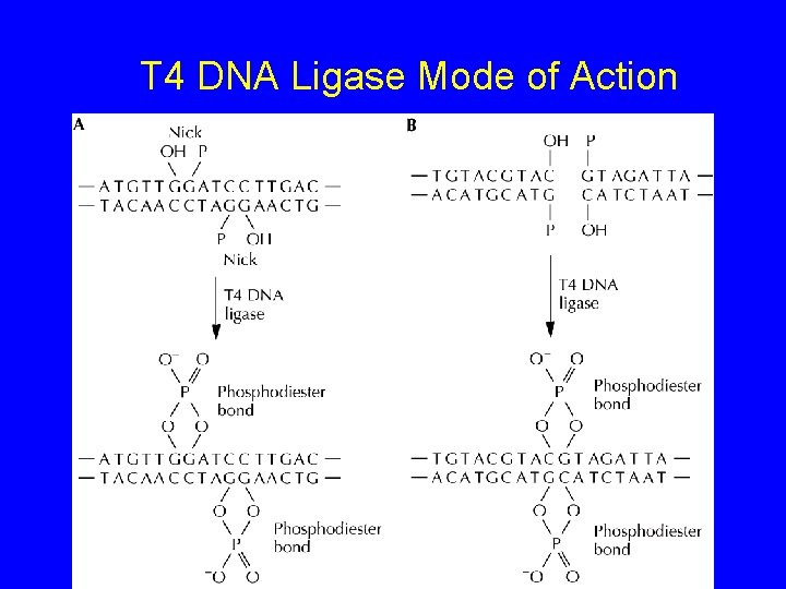 T 4 DNA Ligase Mode of Action 