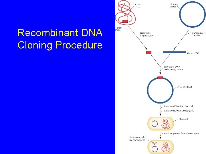 Recombinant DNA Cloning Procedure 