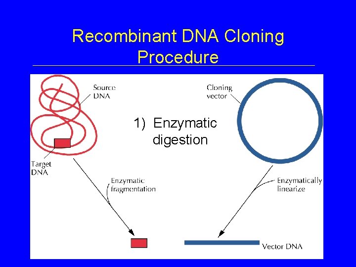Recombinant DNA Cloning Procedure 1) Enzymatic digestion 