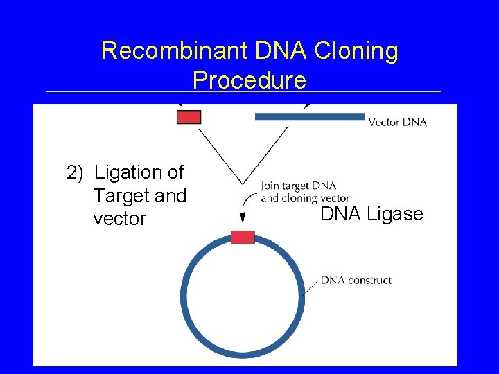 Recombinant DNA Cloning Procedure 2) Ligation of Target and vector DNA Ligase 